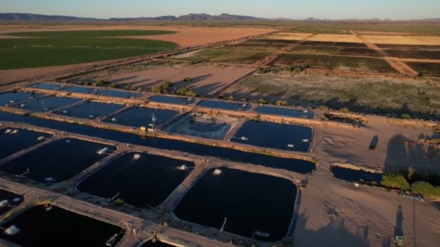 Әлемде аквашаруашылықтың маңыздылығы артты