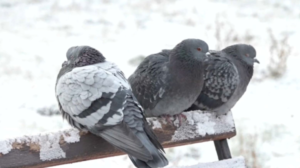 Порывистый ветер и гололед прогнозируют синоптики
