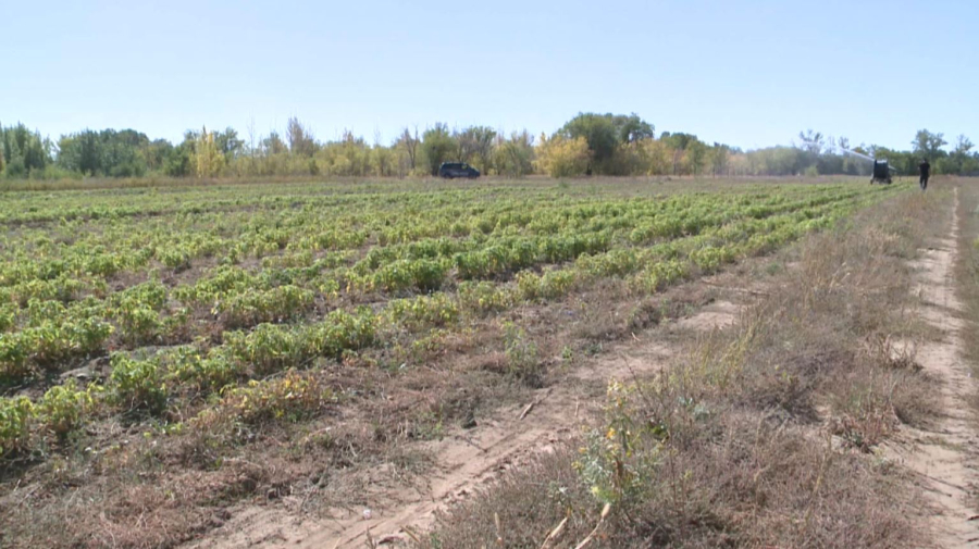 Қарағанды облысында 1,3 миллион түп көшет егілді