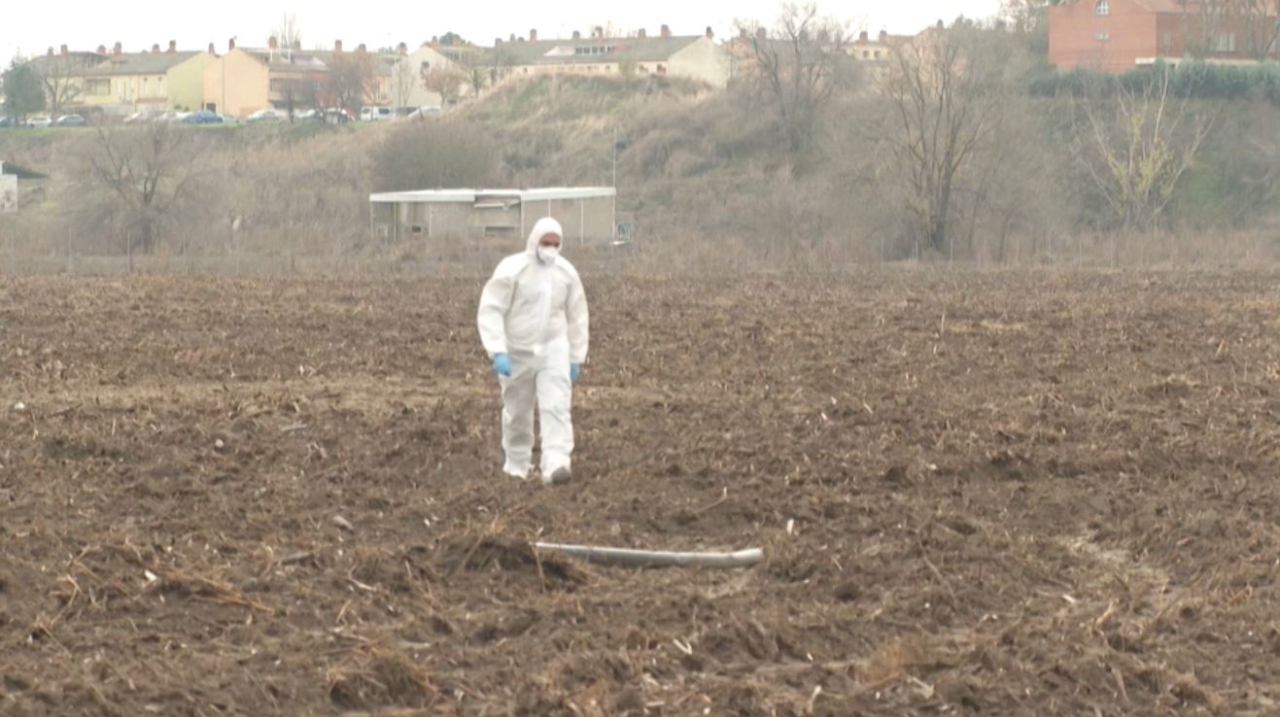 Пеликанов уничтожили из-за птичьего гриппа в зоопарке Лейпцига