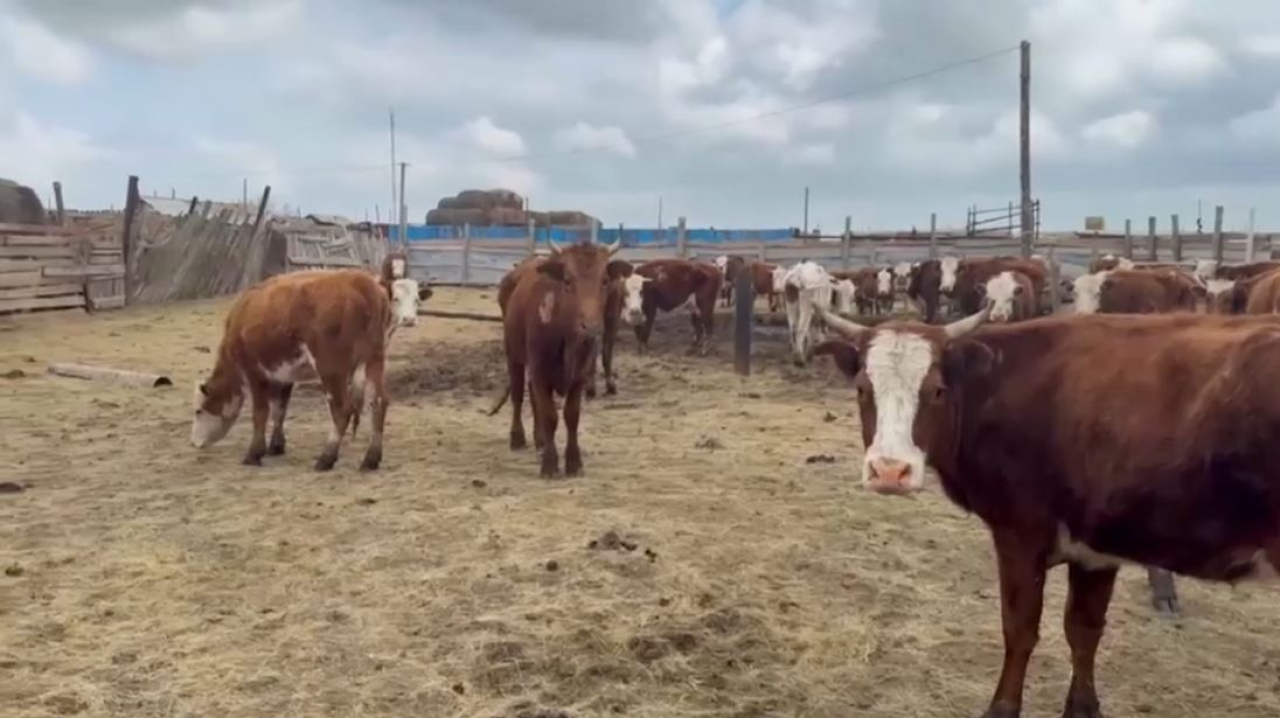 Причину гибели скота и сайгаков выясняют в ЗКО