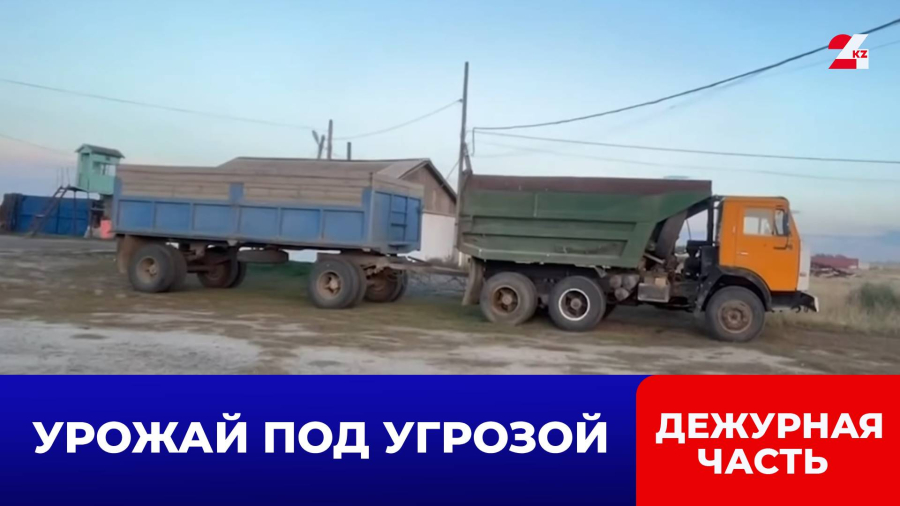 Кража урожая в Костанае: 54 тонны пшеницы на ₸6,5 млн исчезли прямо с полей