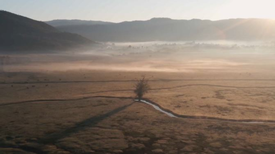 Токаев предложил учредить Международный день озеленения планеты