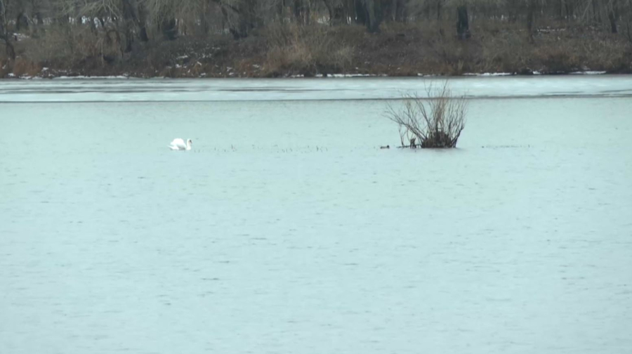 Павлодарда бір топ аққу қыстап қалды
