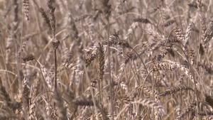 Казахстанские аграрии не могут сбыть почти 5,5 млн тонн пшеницы