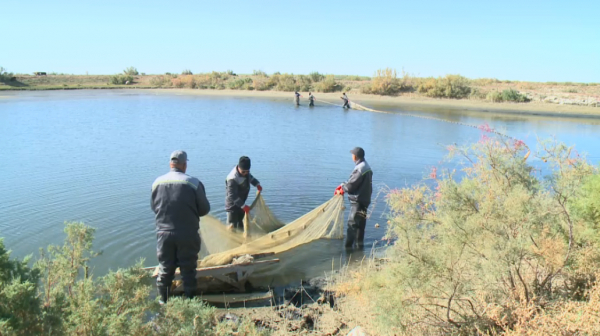 12 миллионов мальков выпустят в водоёмы Кызылординской области