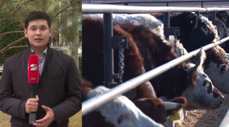 Елде ірі қара экспортына шектеу бар