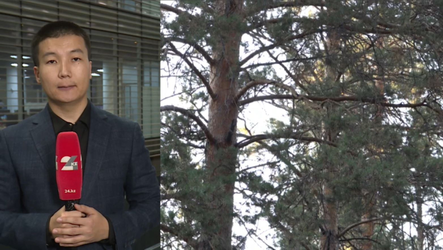 Енді орманда кесілген әрбір ағаш таңбаланады