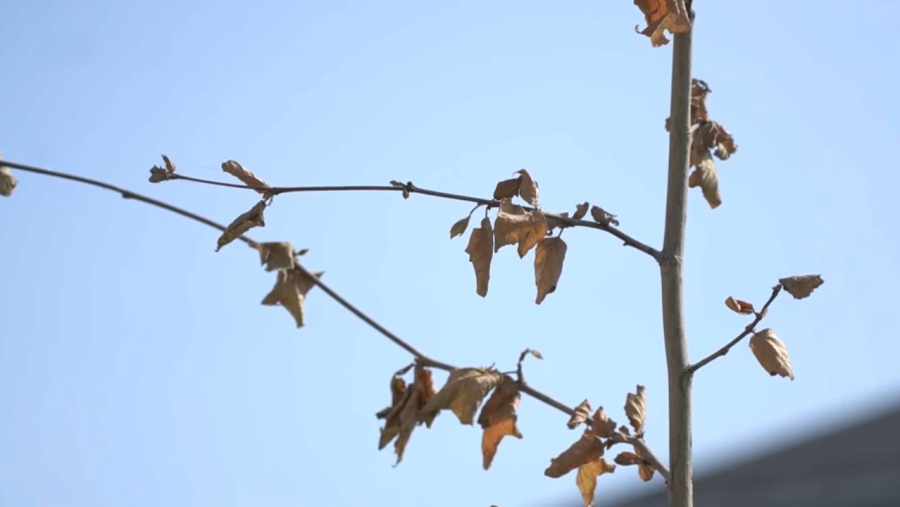 Шымкентте 500-ге тарта ағаш көшеті қурап кетті