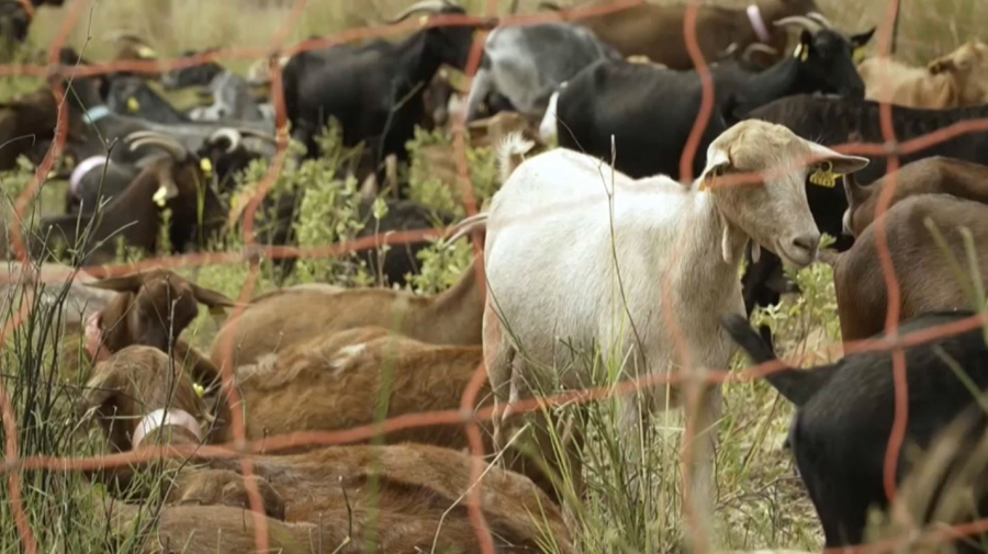Испания орман өртімен күрестің ерекше жолын тапты