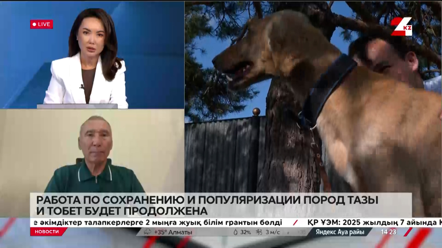 Сохранение и популяризация пород тазы и тобет. Серик Аутаев