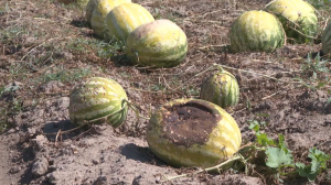 Шолпан ауылының бақшасын бұршақ жайпап кетті