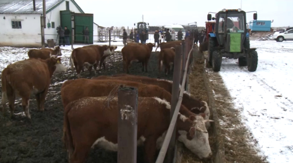 Қостанай облысында құс еті мен сүт өндірісі артады