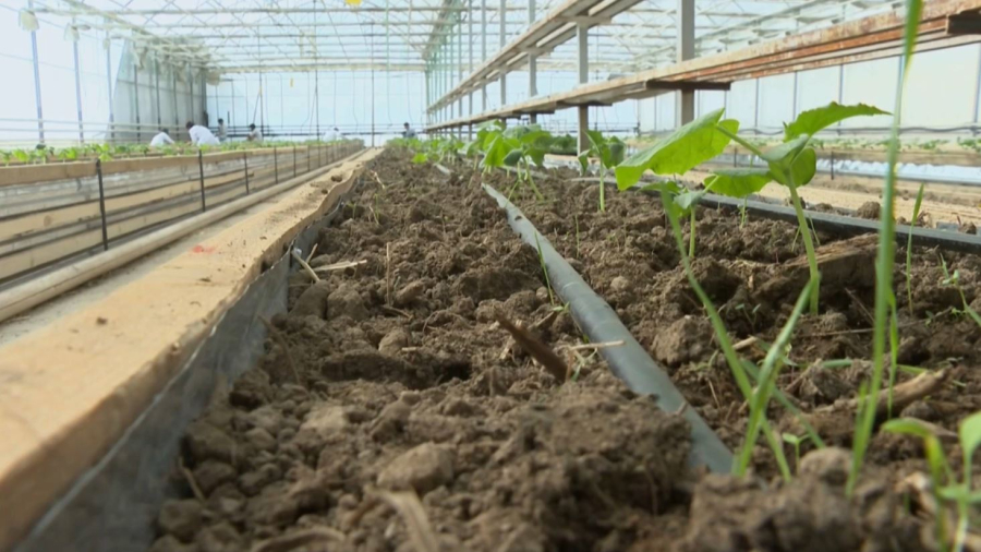 Шымкентте «Нағыз маман – кәсіп иесі» облыстық семинары өтті