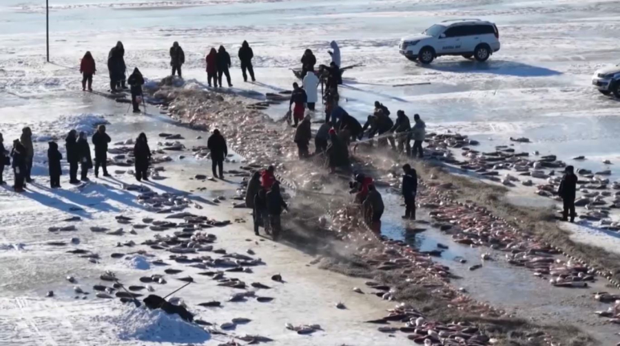 Қытайда балық аулау фестивалі басталды