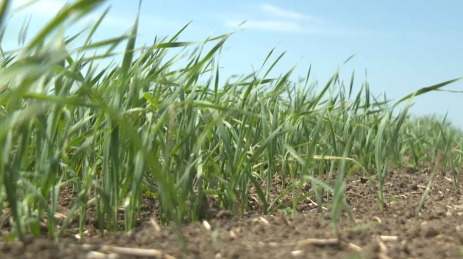 Аграрии не могут получить компенсации за повреждённый урожай