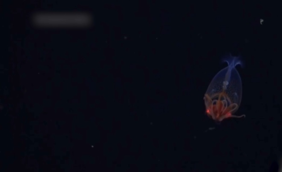 Гигантский кальмар впервые запечатлен на камеру