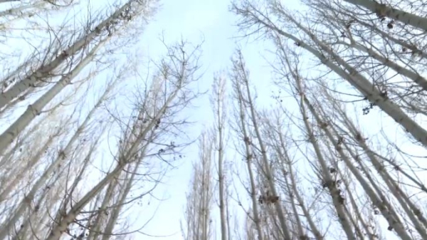 Житель Жетісу вырастил тополиную рощу 