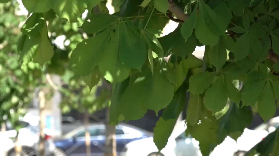 Оралда жасыл желекті жаңартуға ₸250 млн бөлінді