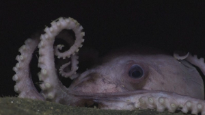 Редкий активный питомник глубоководных осьминогов обнаружили у берегов Коста-Рики