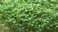 Житель Уральска из хобби выращивания микрозелени сделал прибыльный бизнес