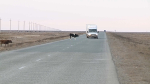 Светоотражающие ленты повязали на домашний скот близ трасс
