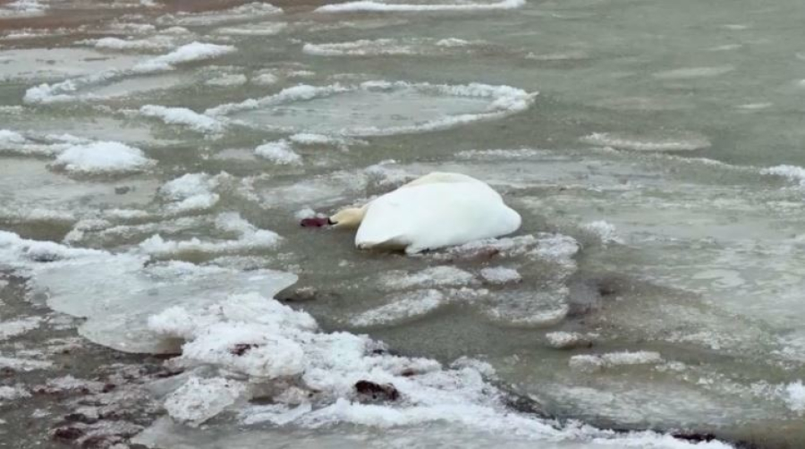 Каспий жағасынан өлі аққулар табылды