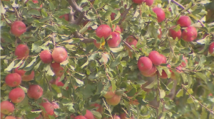 Казахстанско-германский институт восстановит сорта яблонь