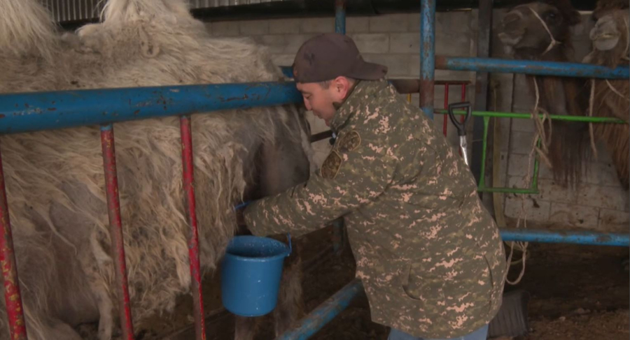 Астана маңындағы ағайын шұбат өндірісін дамытып отыр