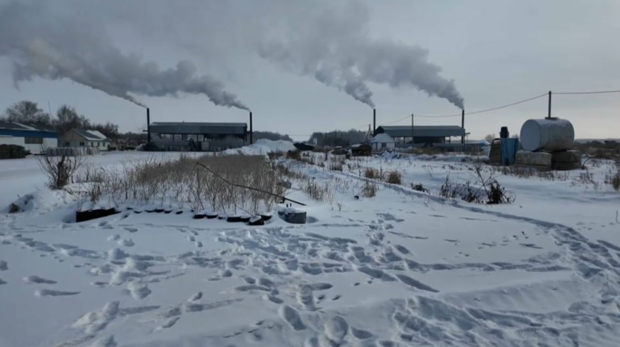 Петропавлда жаңғақ өседі