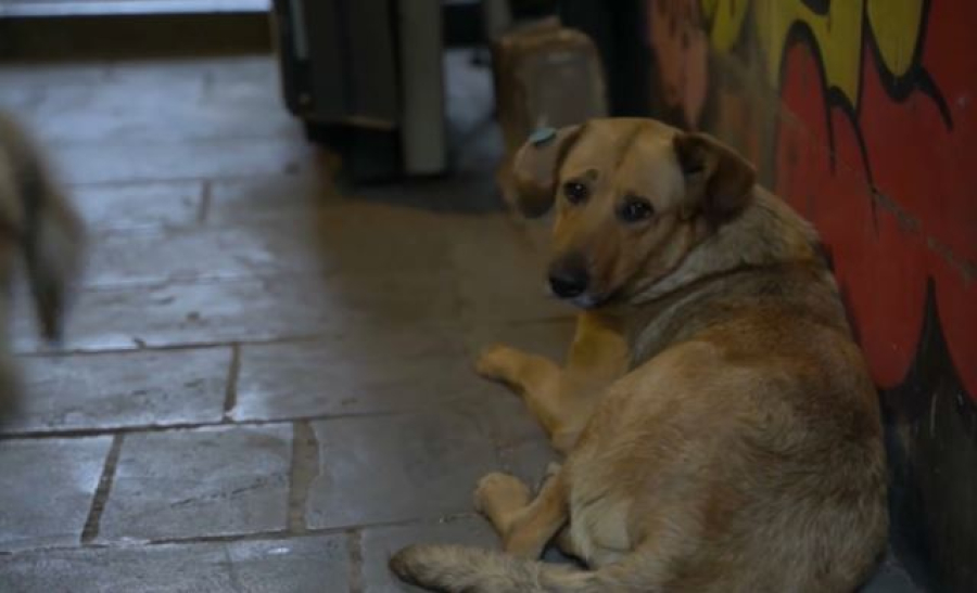 Как в Грузии борются с проблемой бездомных животных