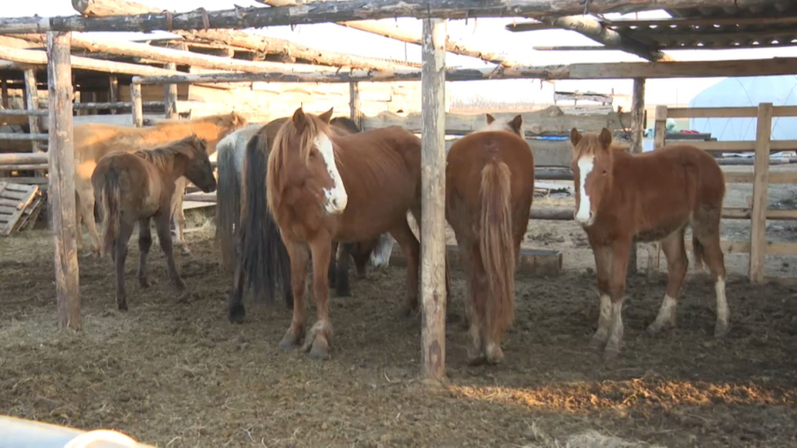 Соғым маусымы: жылқыға сұраныс артты