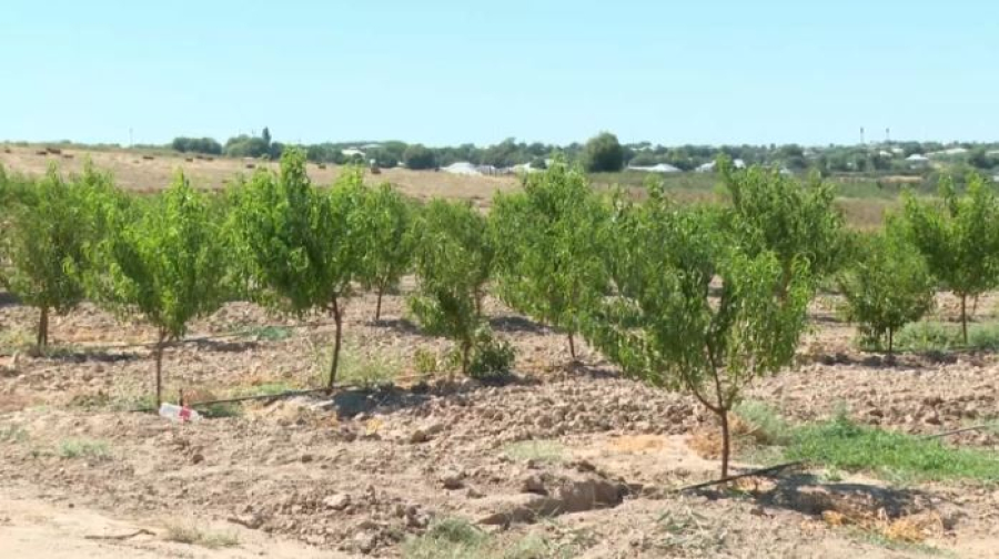 Фермер выращивает элитные сорта персика