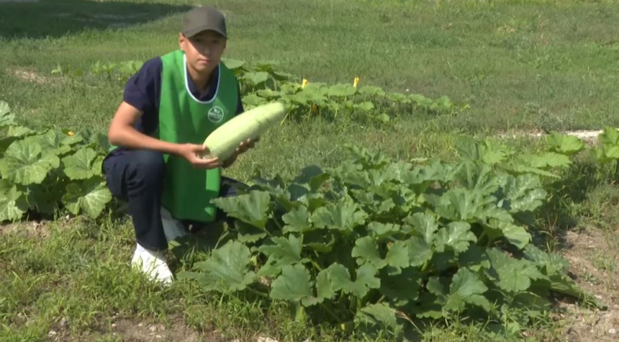 Ақтөбеде мектеп ауласы бау-бақшаға айналды