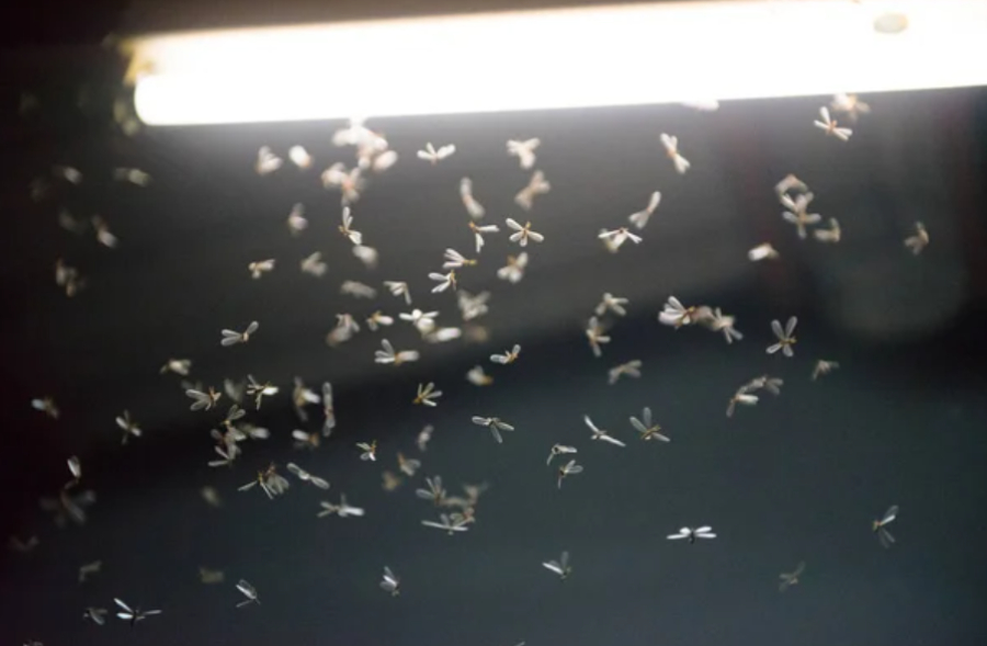 Борьба с гнусом: в Астане стартовал третий тур дезинсекционных работ