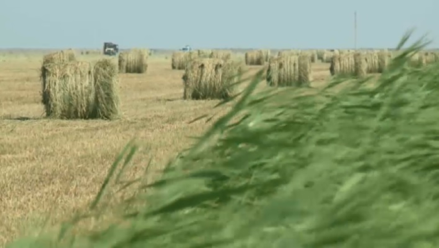 250 тысяч тонн кормов заготовили в Атырауской области