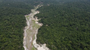 Рекордная засуха в Бразилии приводит к пожарам и гибели животных в лесах Амазонии