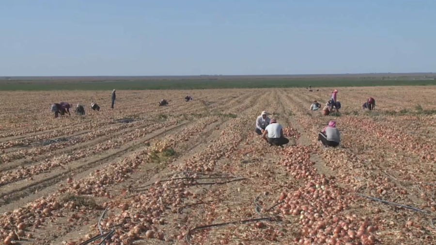 Түркістанда көкөніс пен бақша өнімдерінің 90 пайызы жергілікті жерде өндіріледі