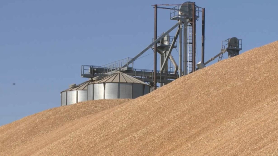 Ақмола облысында астық экспорты 20% артты