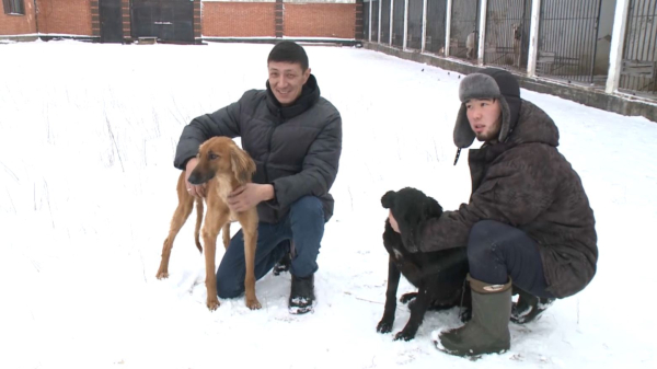 Ақтөбеде тазы иттерді өсірушілердің саны өскен