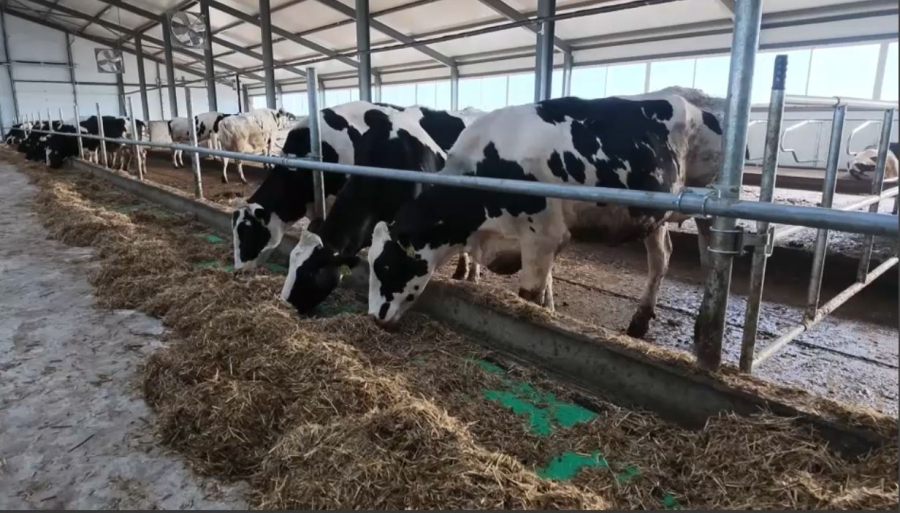 Қостанай облысында тауарлы сүт фермасы көбейді