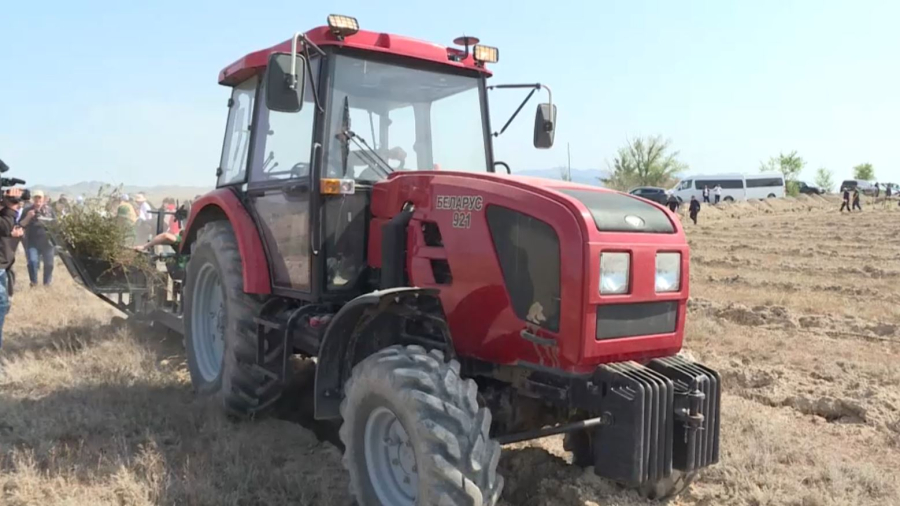 Елімізде топырағы тозған аймақтарға орман отырғызу басталады