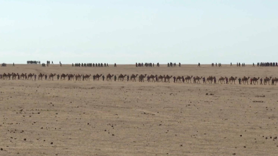 Верблюжий караван вошёл в Книгу рекордов Гиннесса