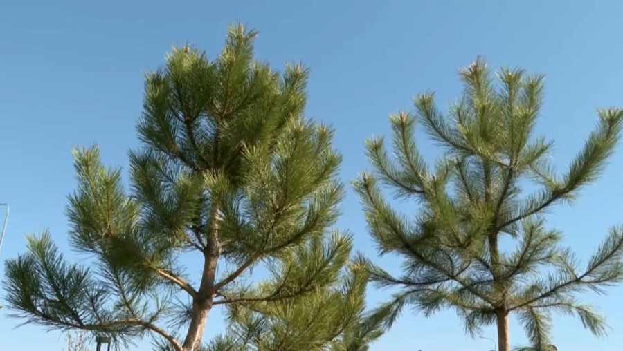 Түркістанда «Таза Қазақстан» аясында экологиялық іс-шара өтті