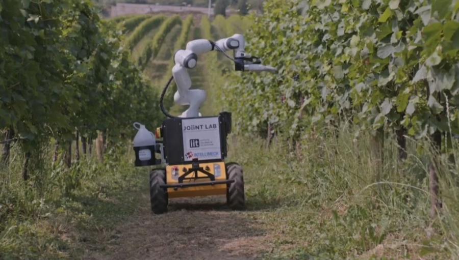 Италияда роботтар жүзім өсіреді