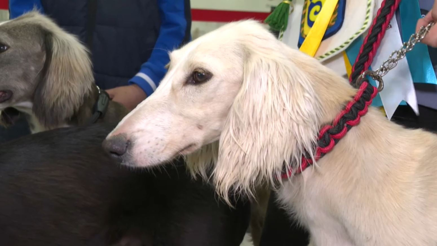 Шетелде қазақы тазыны көбейтетін орталықтар ашу қажет – Сарапшы