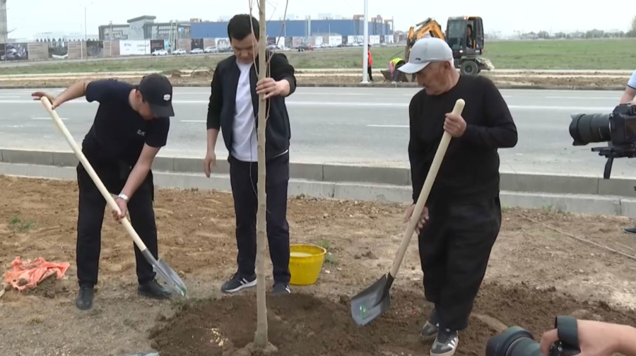Около трёх тысяч деревьев начали высаживать новостройках Шымкента