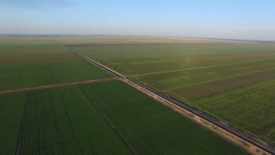 50 тысяч га обработают против саранчи в Павлодарской области