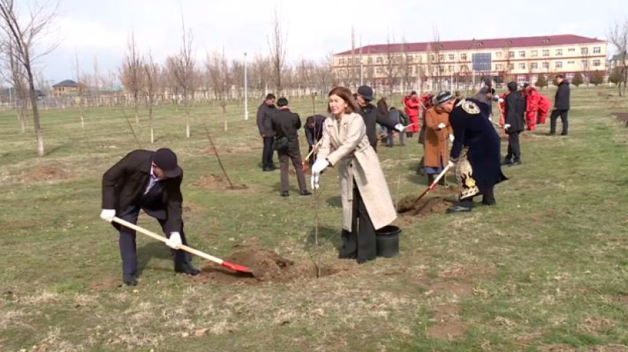 Тысячи саженцев дуба высадили жители Туркестанской области
