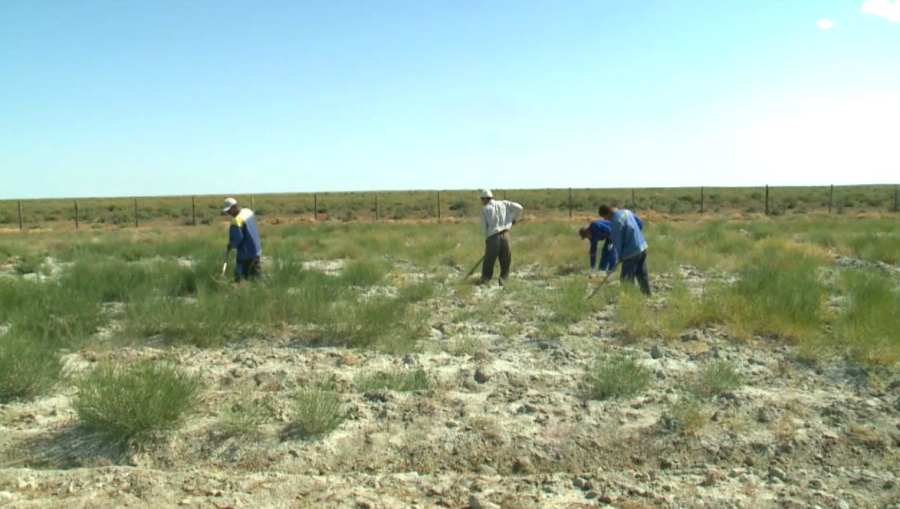 Қазалы ауданында Аралды көгалдандыру жұмыстары қарқын алды